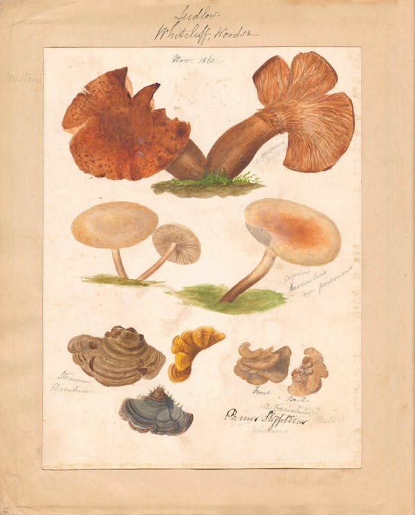 Illustration of fungi