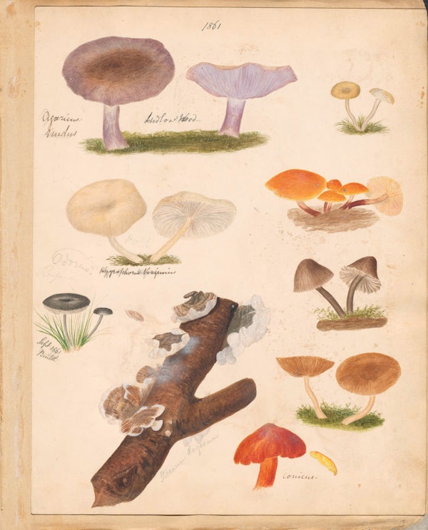 Illustration of fungi