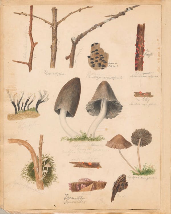 Illustration of fungi