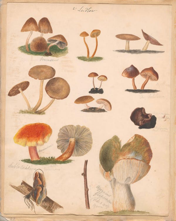 Illustration of fungi