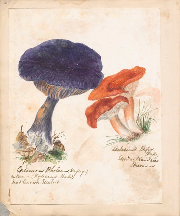 Illustration of fungi