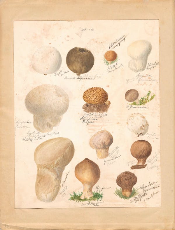 Illustration of fungi