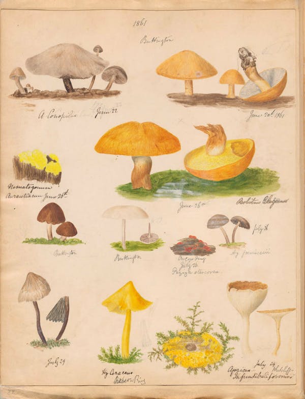 Illustration of fungi