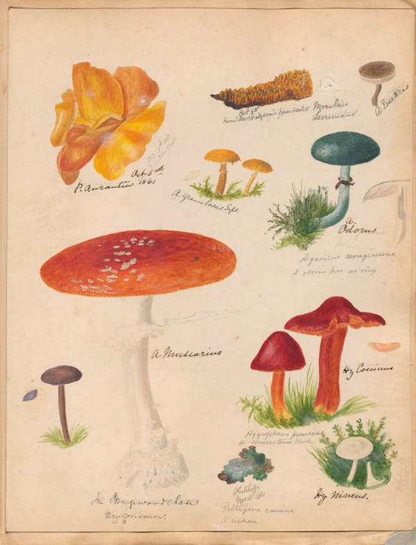 Illustration of fungi