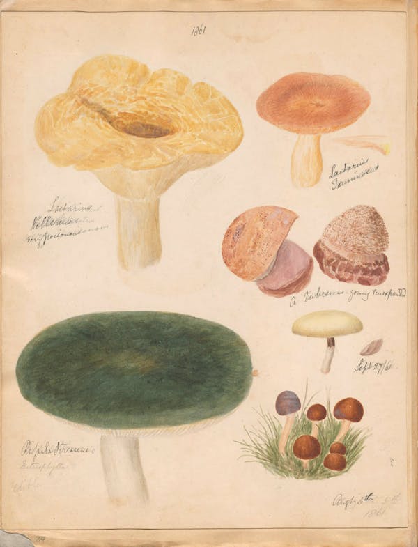 Illustration of fungi