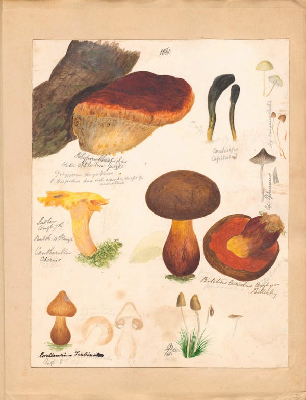 Illustration of fungi