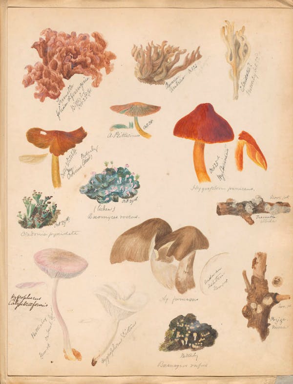 Illustration of fungi