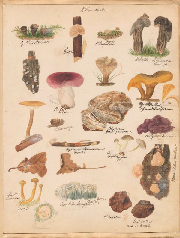 Illustration of fungi