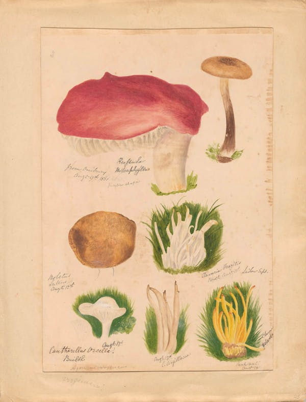 Illustration of fungi