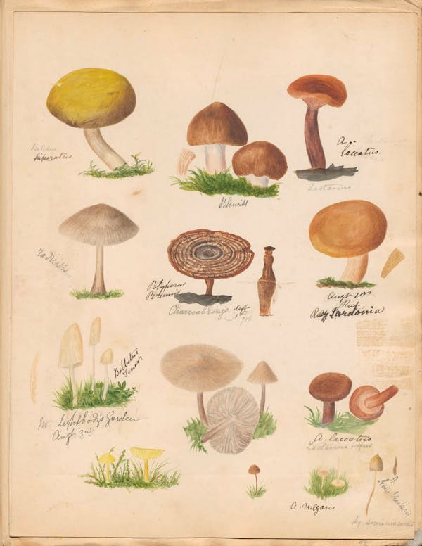 Illustration of fungi