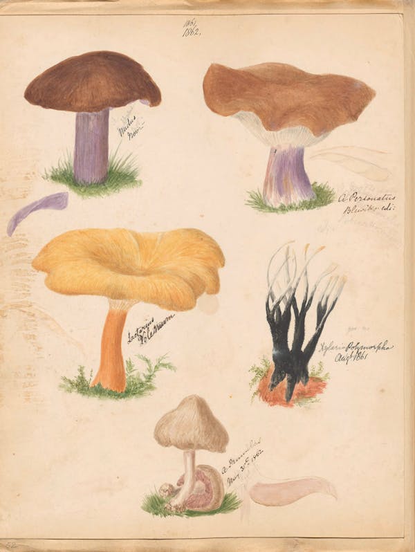 Illustration of fungi