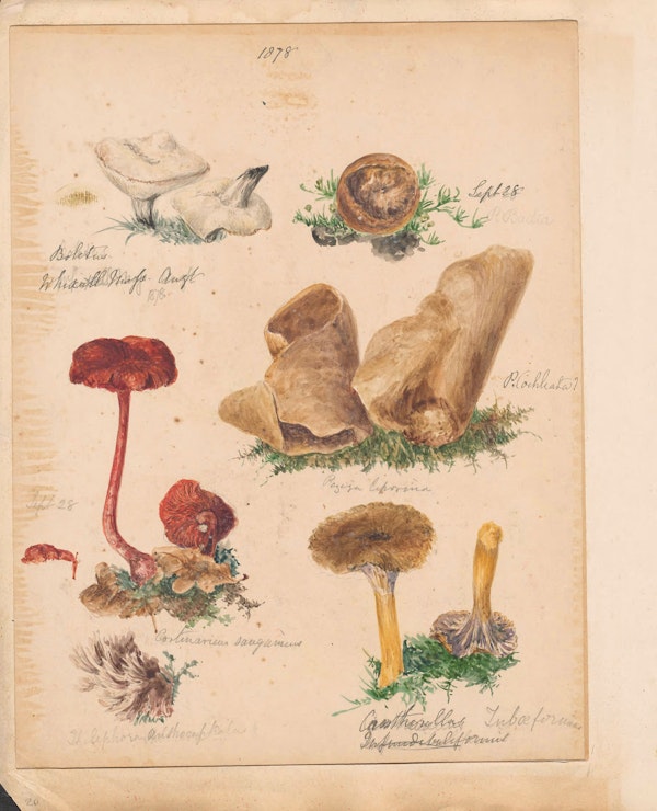 Illustration of fungi