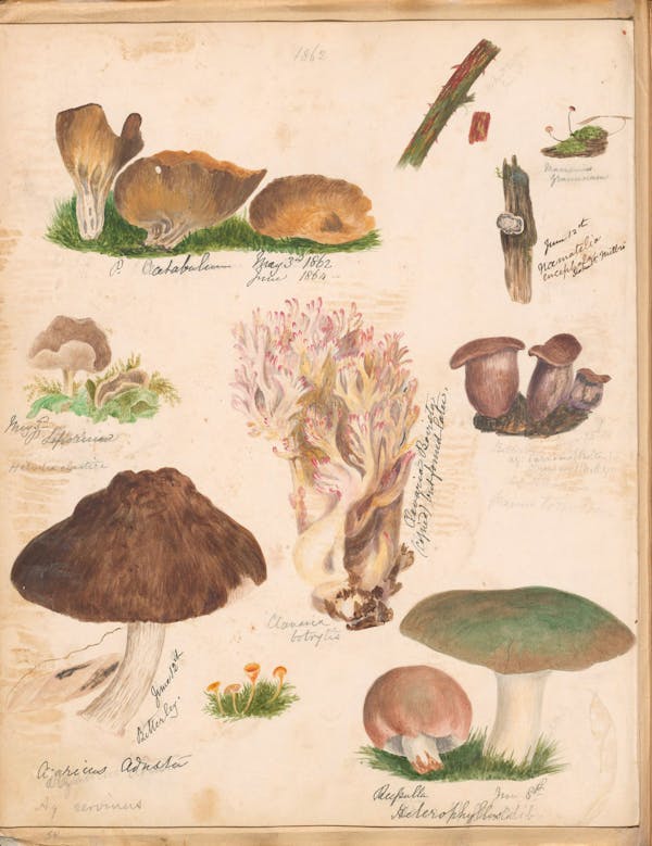 Illustration of fungi