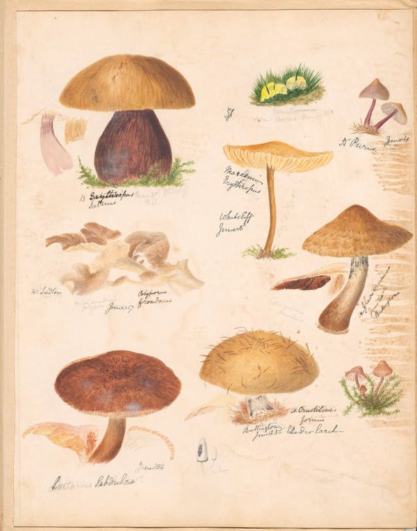 Illustration of fungi