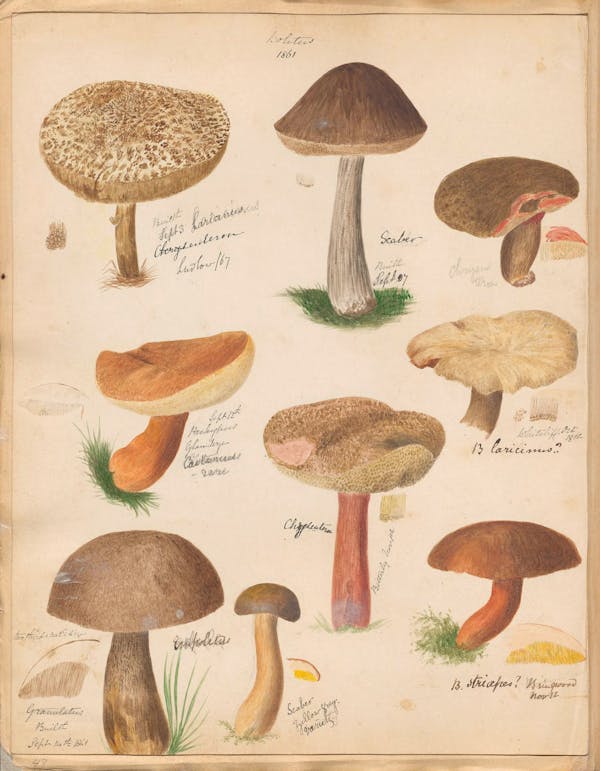 Illustration of fungi