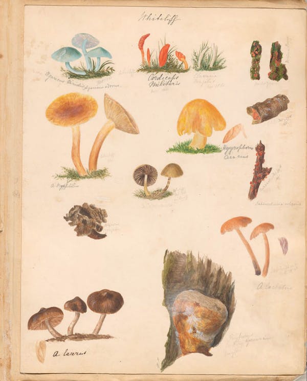 Illustration of fungi