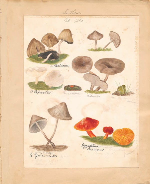 Illustration of fungi