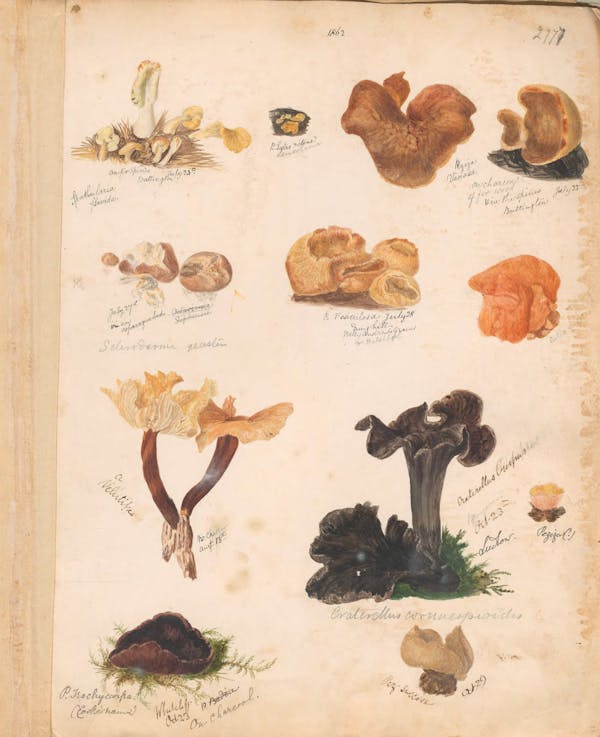 Illustration of fungi