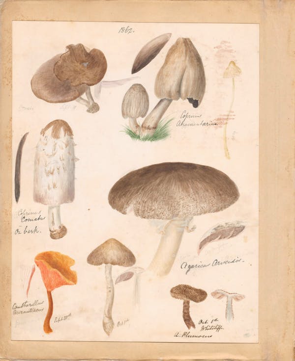 Illustration of fungi