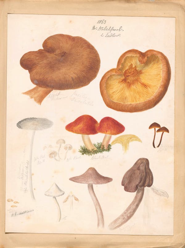 Illustration of fungi