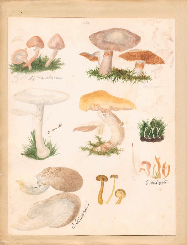 Illustration of fungi