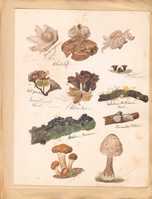 Illustration of fungi