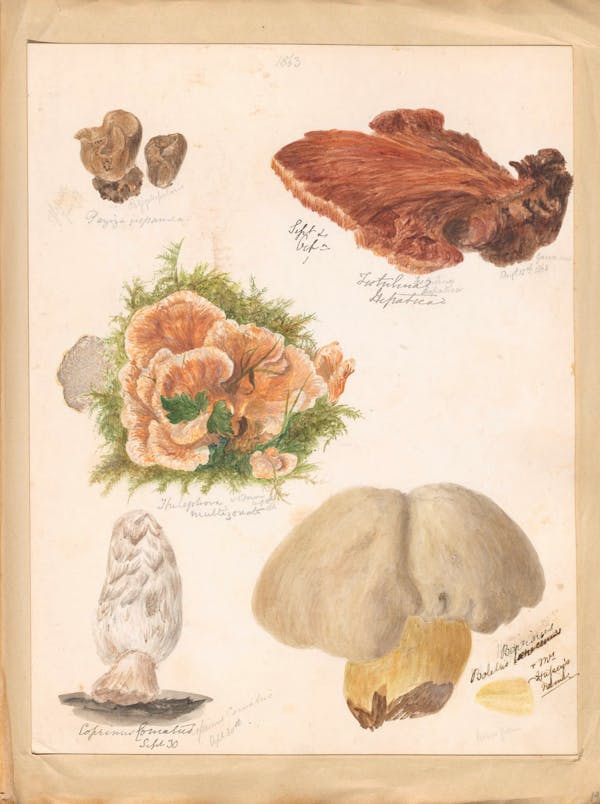 Illustration of fungi