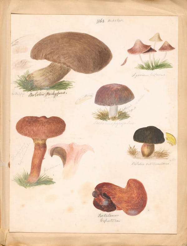 Illustration of fungi