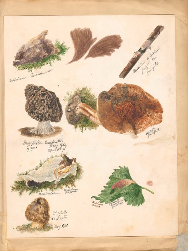 Illustration of fungi