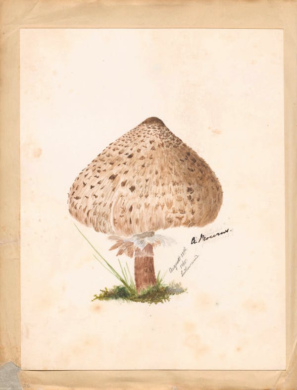 Illustration of fungi