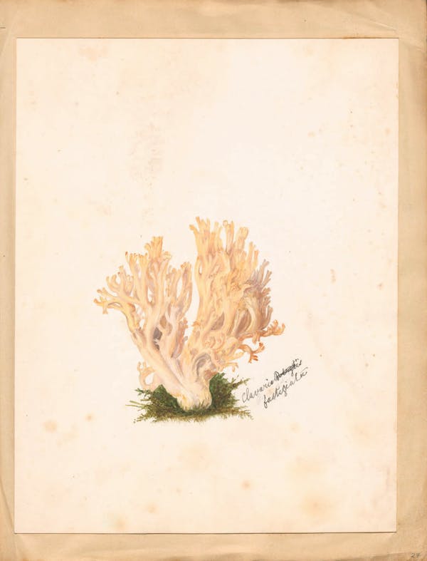 Illustration of fungi