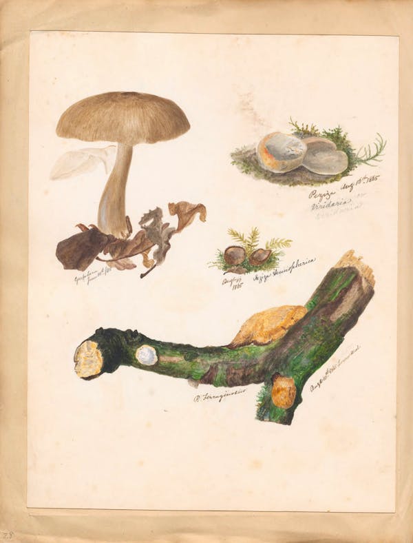 Illustration of fungi