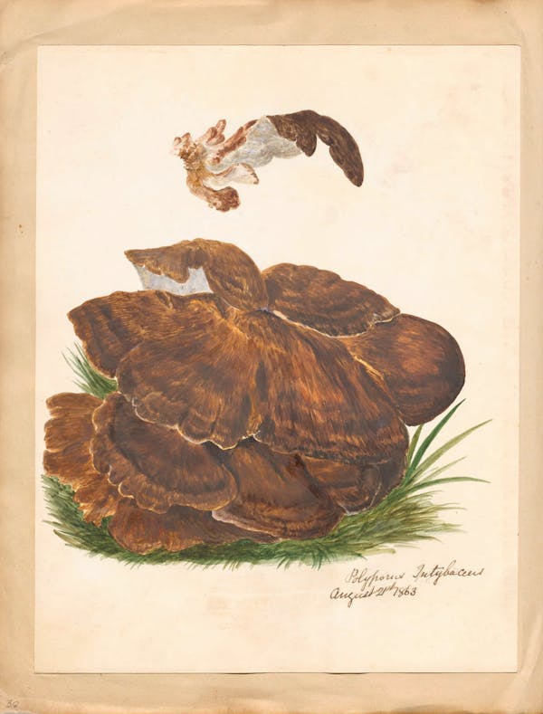 Illustration of fungi