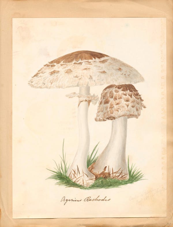 Illustration of fungi