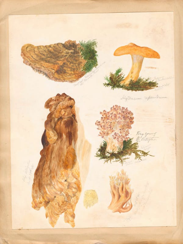 Illustration of fungi