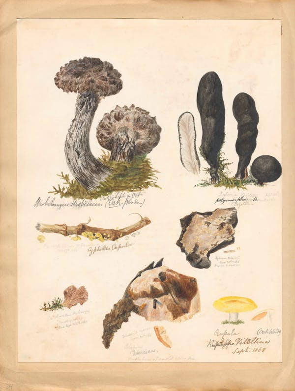 Illustration of fungi