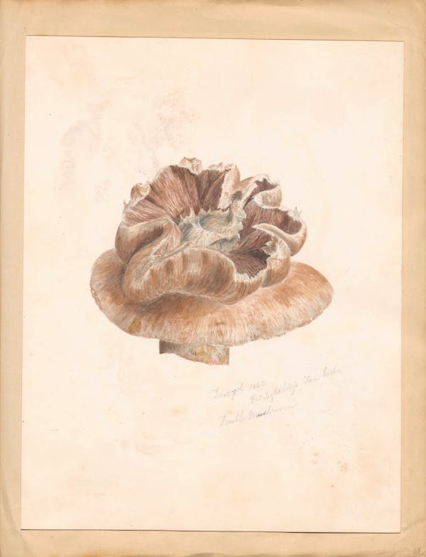 Illustration of fungi