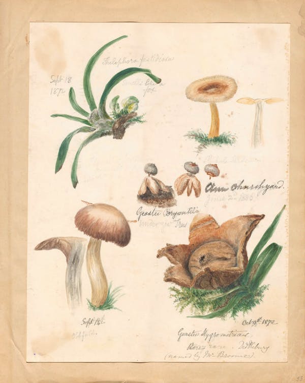 Illustration of fungi