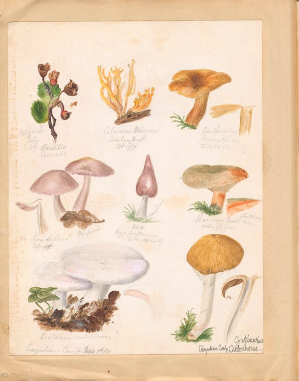 Illustration of fungi