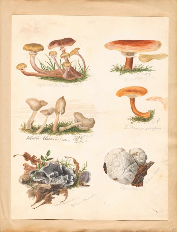 Illustration of fungi