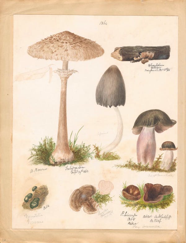 Illustration of fungi