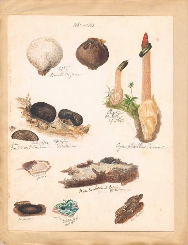 Illustration of fungi