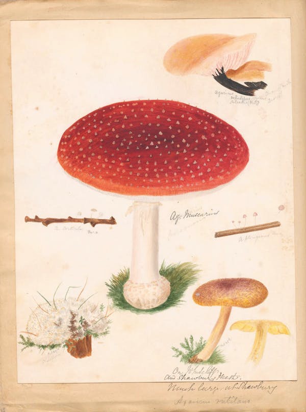 Illustration of fungi