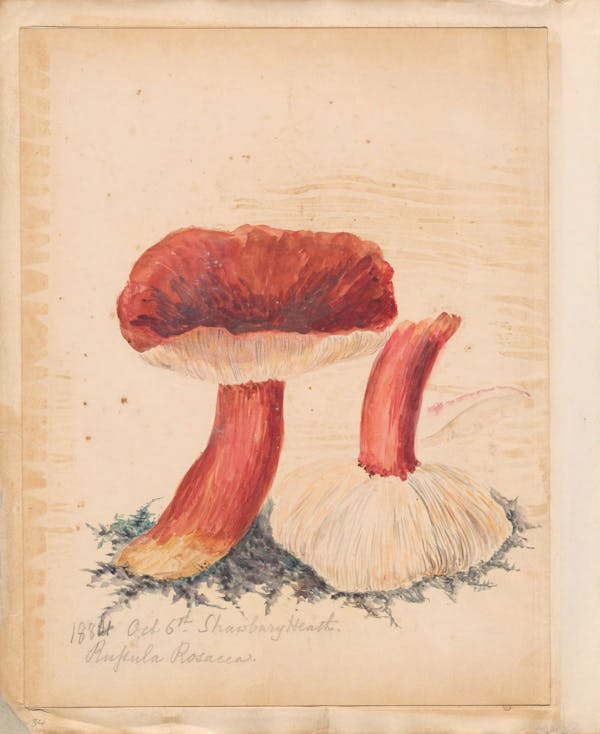 Illustration of fungi