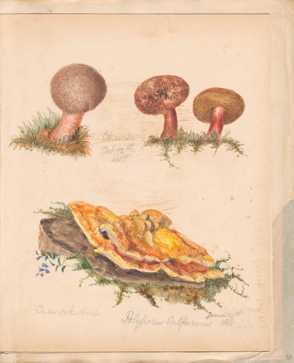 Illustration of fungi