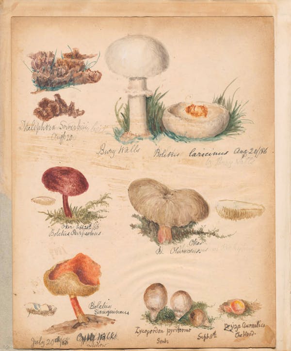 Illustration of fungi