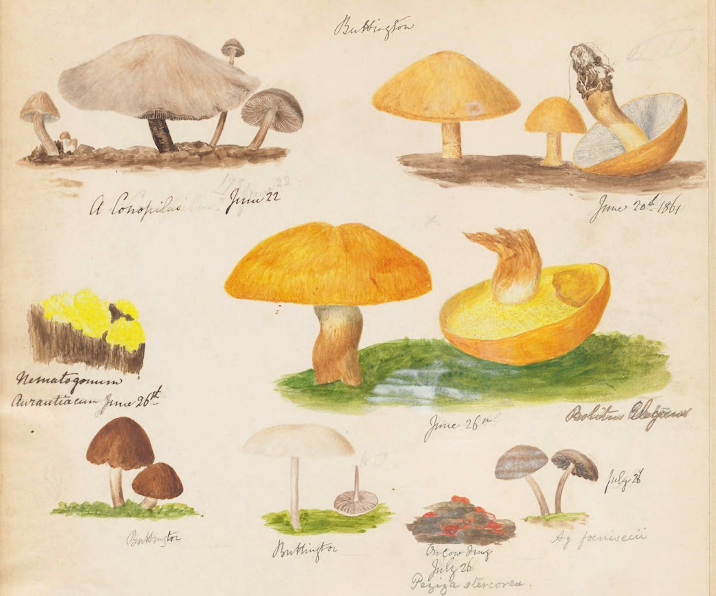 Fungi Collected in Shropshire and Other Neighbourhoods* (1860–1902