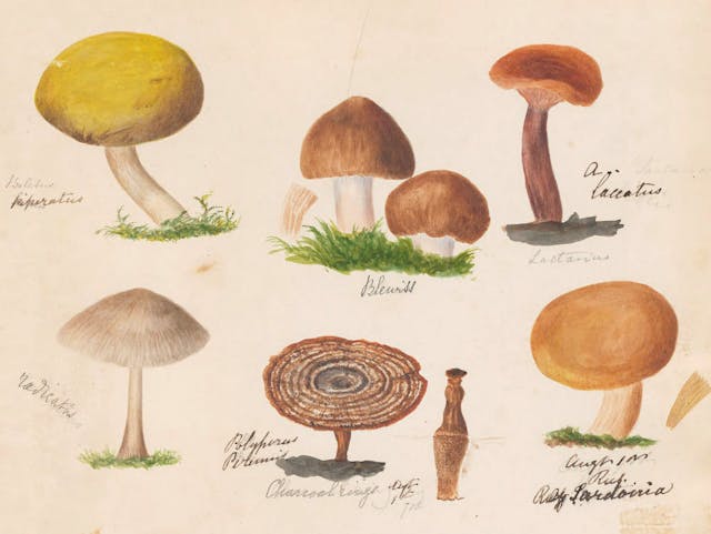 *Fungi Collected in Shropshire and Other Neighbourhoods* (1860–1902)