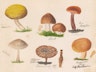 *Fungi Collected in Shropshire and Other Neighbourhoods* (1860–1902)