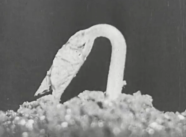 Growing Things: A Film Lesson in "Nature Study" (1928)